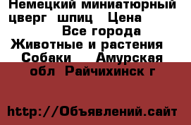 Немецкий миниатюрный(цверг) шпиц › Цена ­ 50 000 - Все города Животные и растения » Собаки   . Амурская обл.,Райчихинск г.
